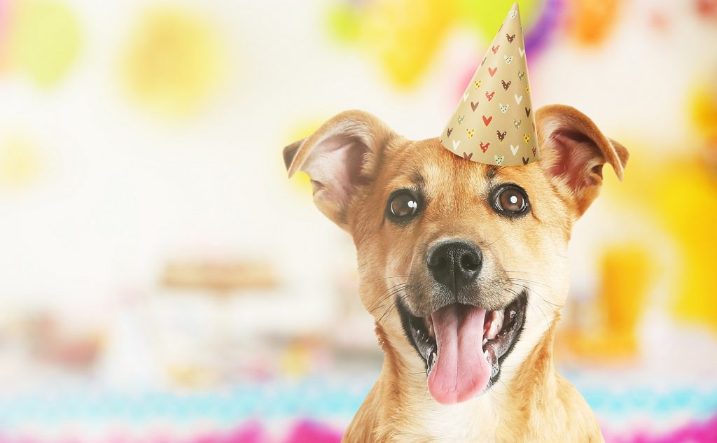 Funny cute dog celebrating party