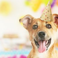 Funny cute dog celebrating party