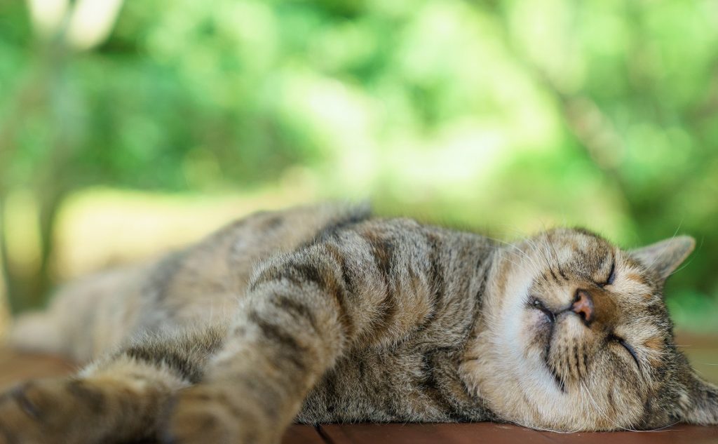 夏の暑さにぐったりする猫